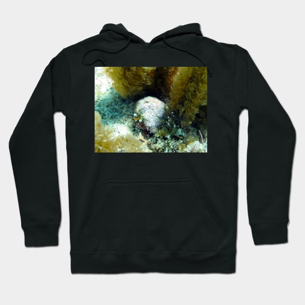 Star Eye Hermit Crab Hoodie by Scubagirlamy